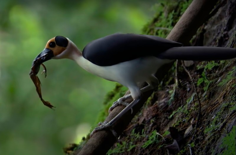 Picathartes Gymnocephalus