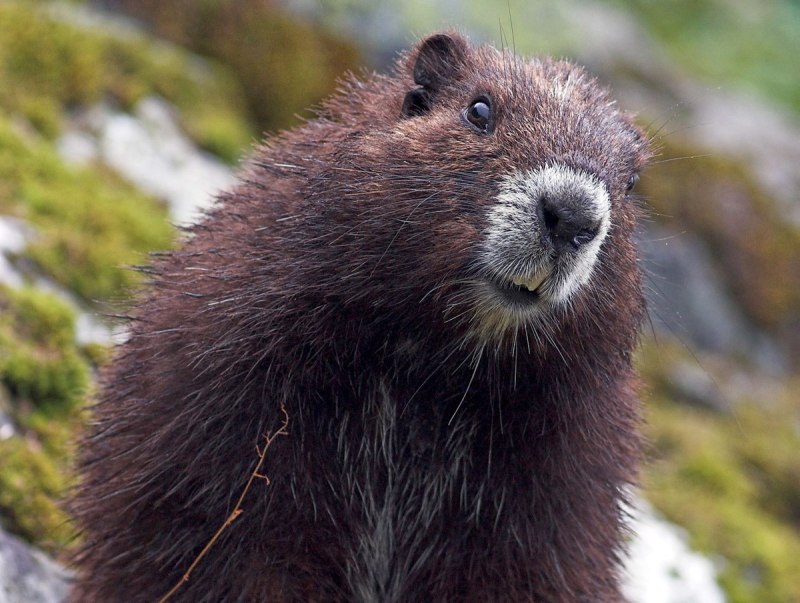 Vancouver Island Marmot