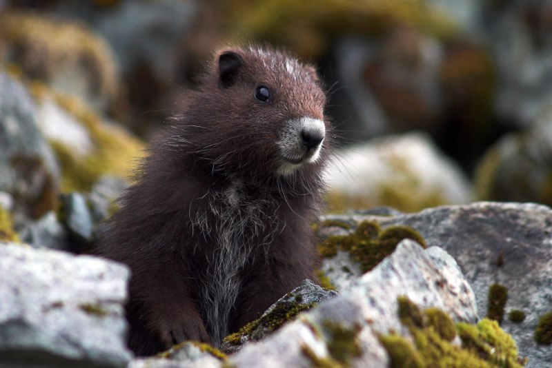 Vancouver Island Marmot