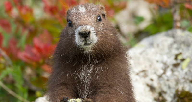 Vancouver Island Marmot