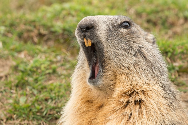 Лесной сурок (Marmota monax)