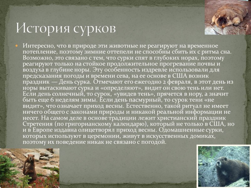 Ванкуверский сурок интересные факты