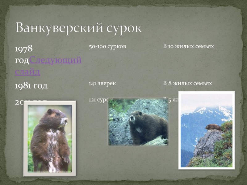 Ванкуверский сурок презентация