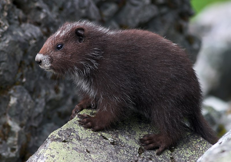 Vancouver Island Marmot