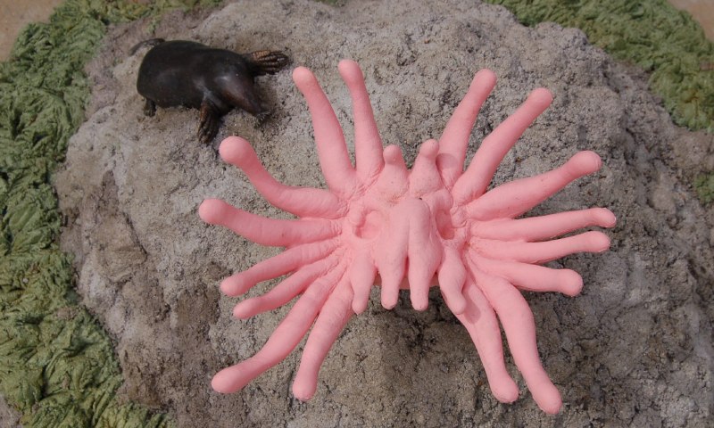 Condylura cristata