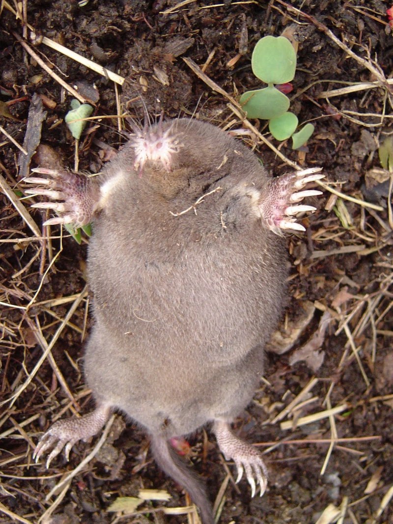 Condylura cristata