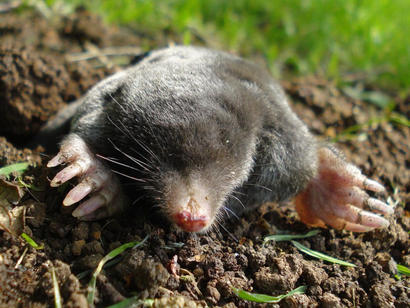 Крот обыкновенный (talpa europaea)
