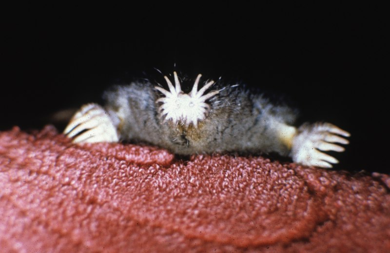 Condylura cristata
