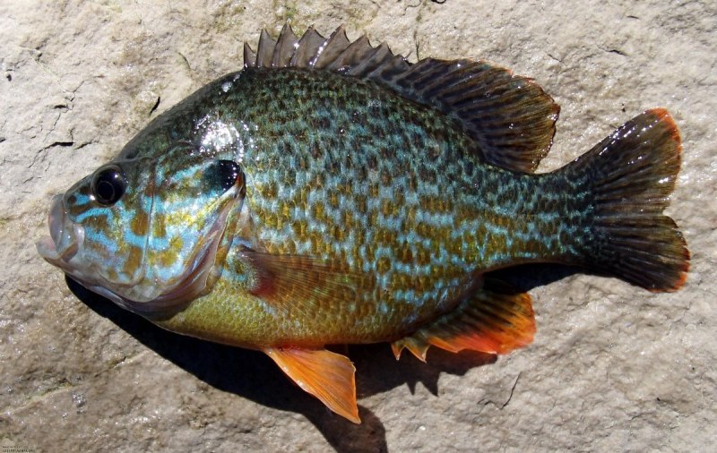Bluegill рыба