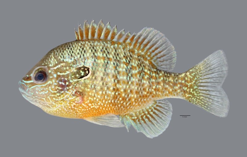 Lepomis macrochirus