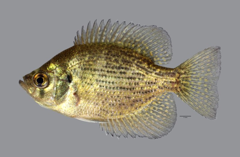 Teleocichla Centrarchus