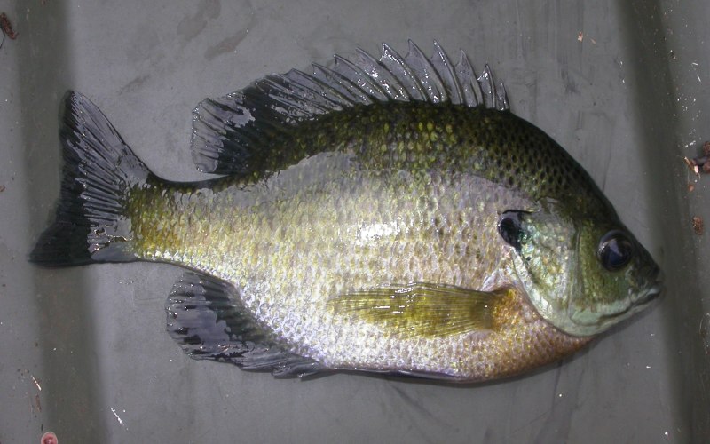 Bluegill Lepomis macrochirus
