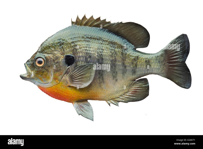 Sunfish на белом фоне