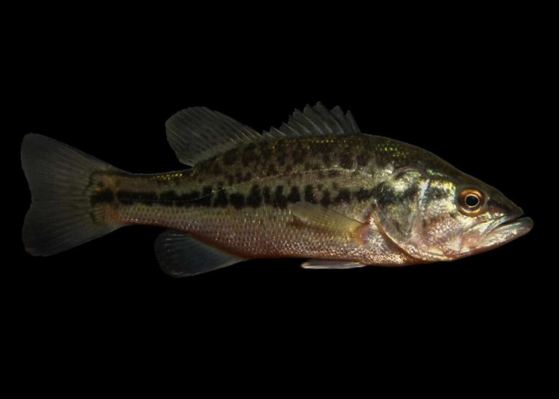 Spotted Bass Micropterus punctulatus