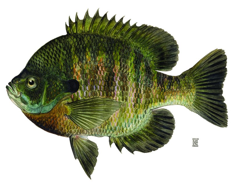 Bluegill Lepomis macrochirus