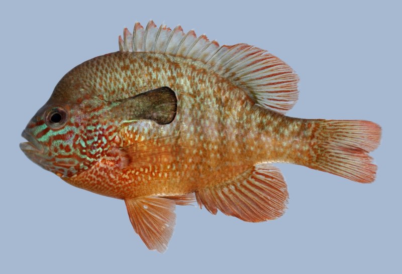 Lepomis megalotis