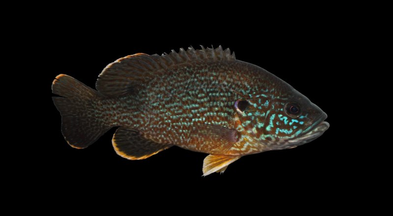 Lepomis macrochirus