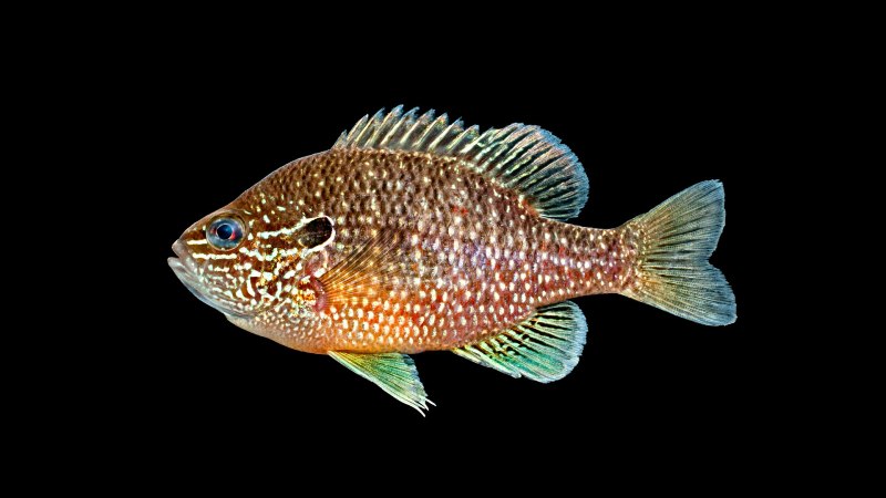 Lepomis marginatus
