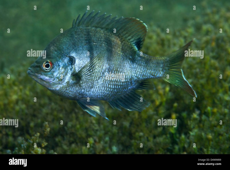 Рыба Bluegill в пресной воде?