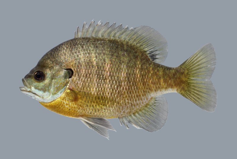 Bluegill рыба