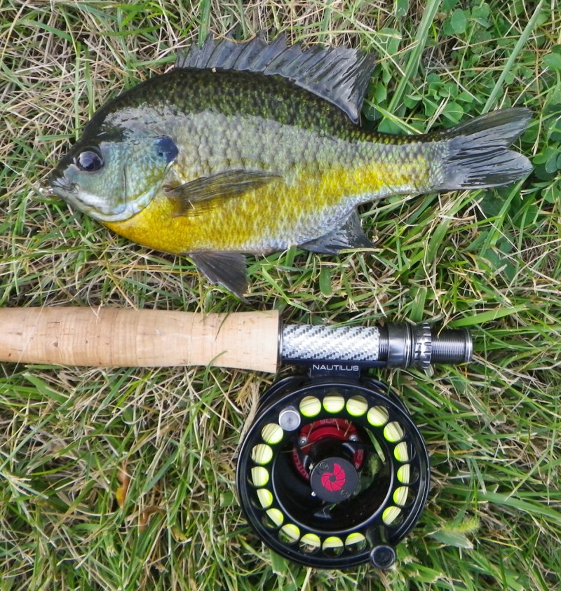 Bluegill рыба