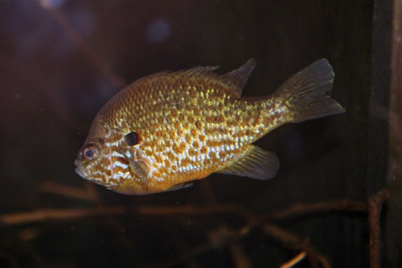 Lepomis gibbosus