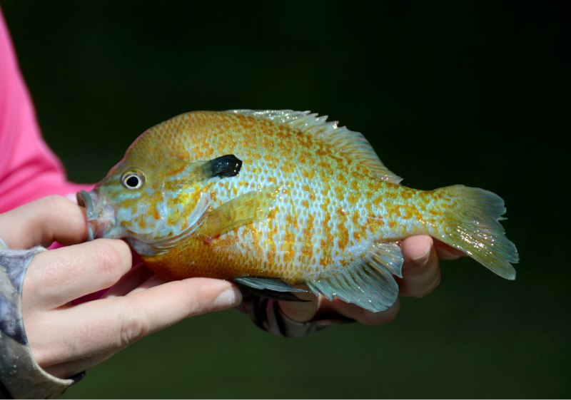 Lepomis megalotis