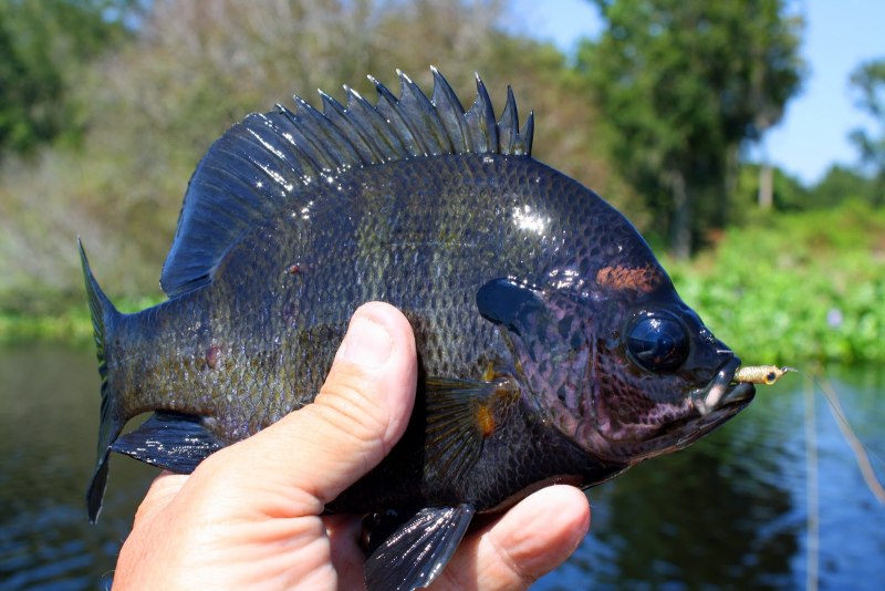Photo of Bluegill Fish