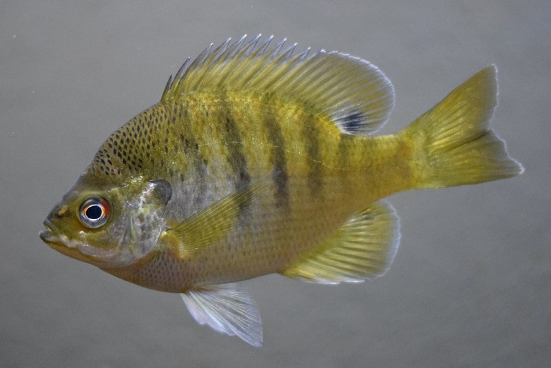 Lepomis macrochirus