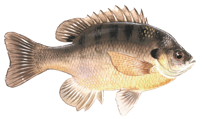 Lepomis macrochirus