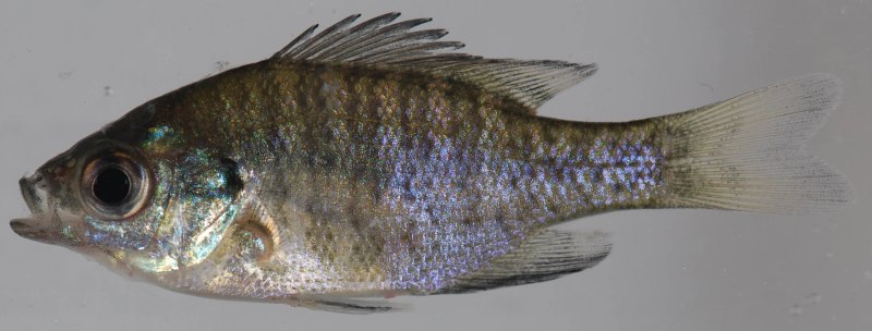 Bluegill Lepomis macrochirus