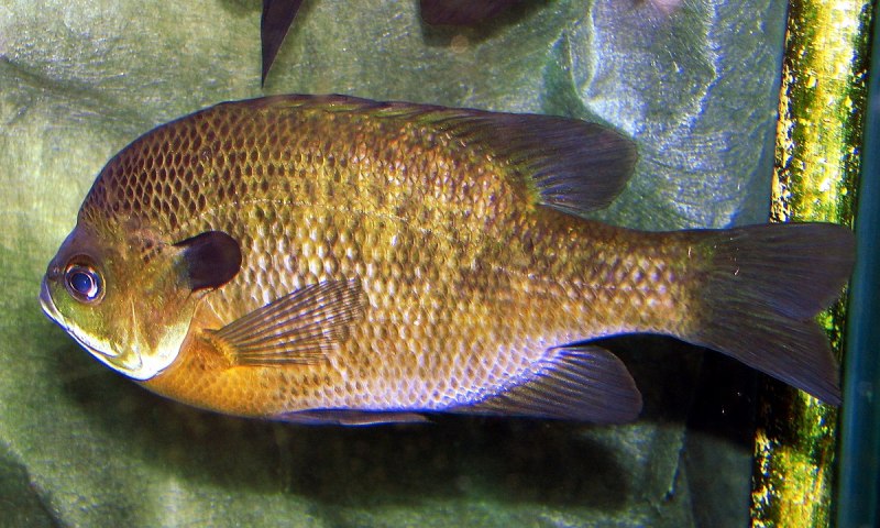 Bluegill Lepomis macrochirus