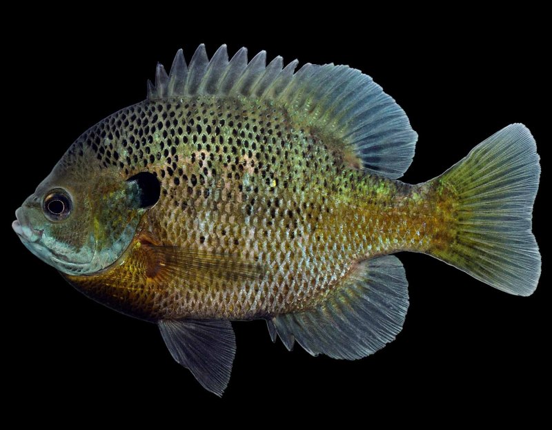 Lepomis macrochirus