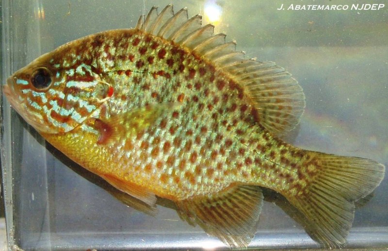 Lepomis gibbosus