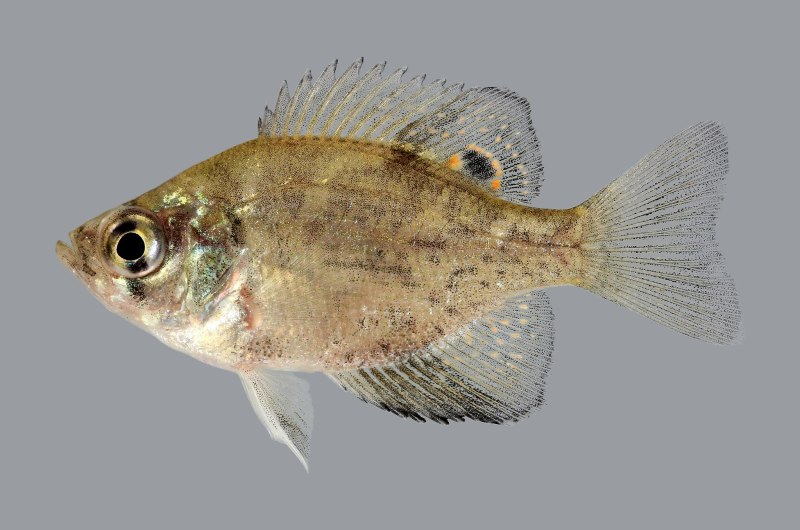 Acheilognathus macropterus