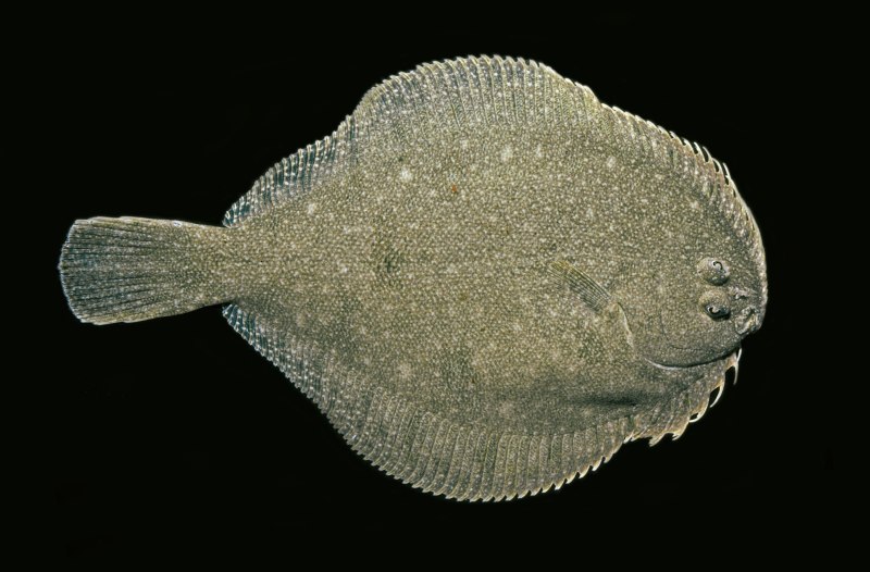 Морская камбала