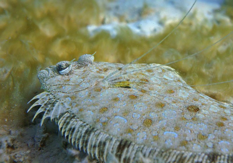 Морская камбала