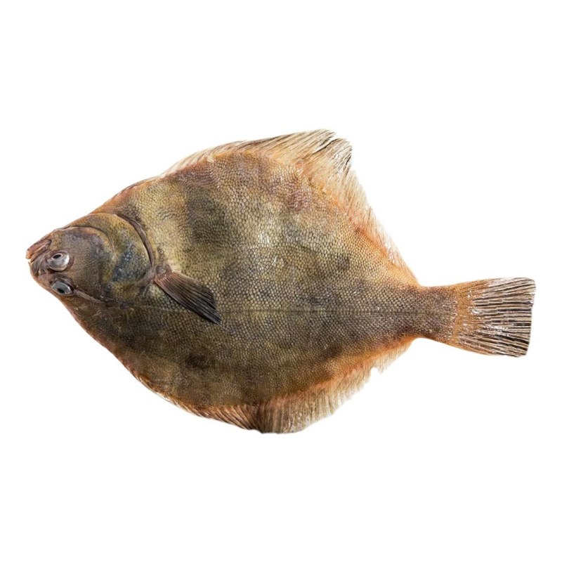 Морская рыба камбала