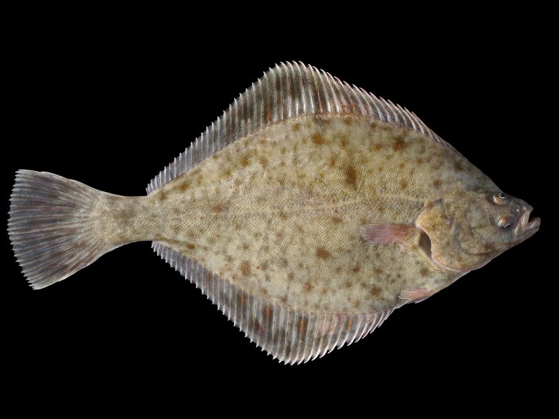 Речная камбала (Platichthys flesus)