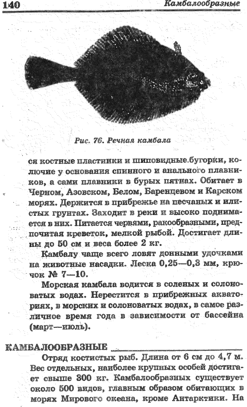 Камбала Размеры рыбы