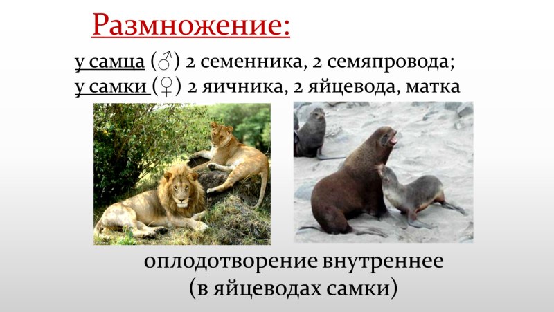 Размножение и развитие млекопитающих