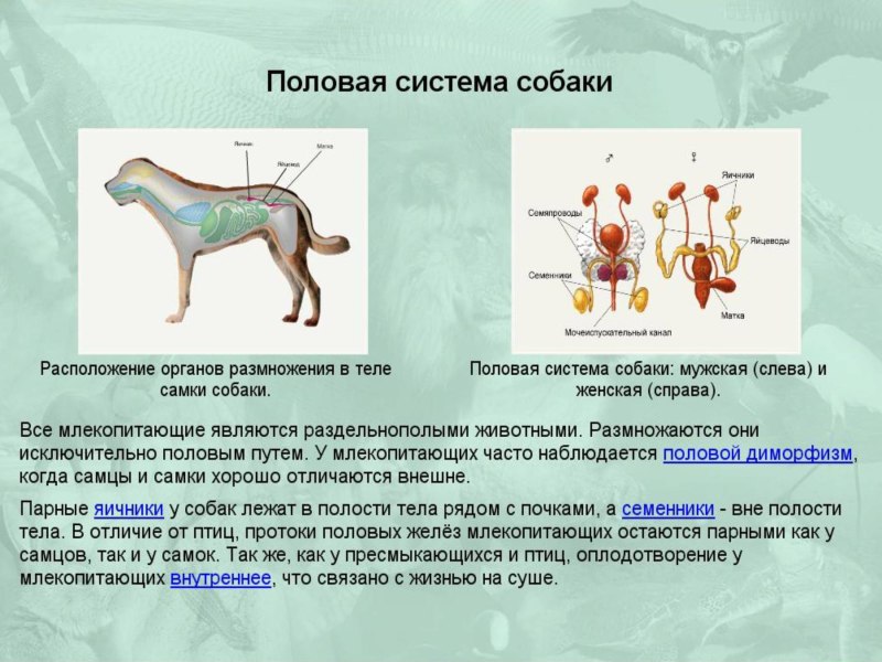 Система органов размножения собаки