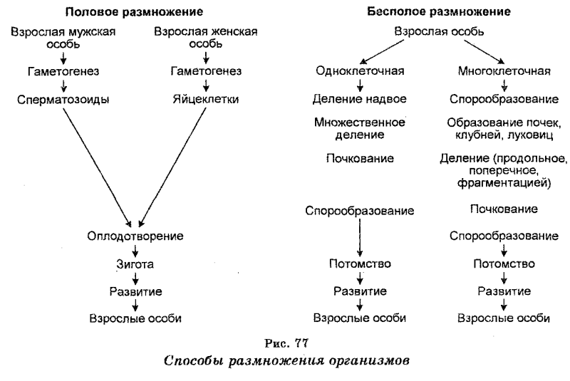 Схема полового размножения