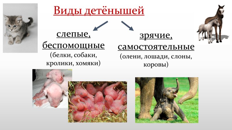 Звери млекопитающие размножение 3 класс