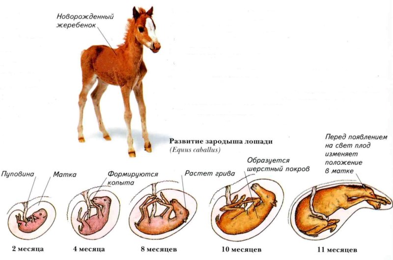 Стадии внутриутробного развития млекопитающих