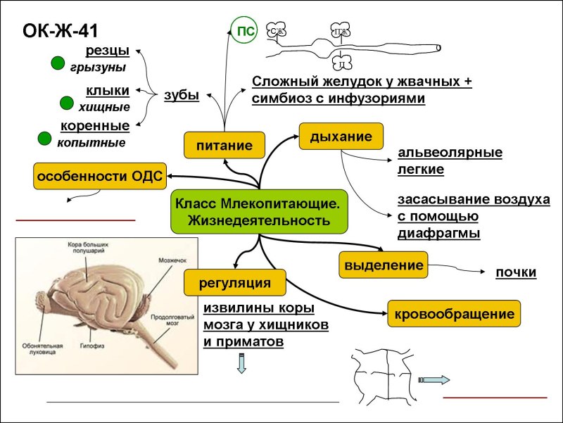 Опорный конспект по биологии