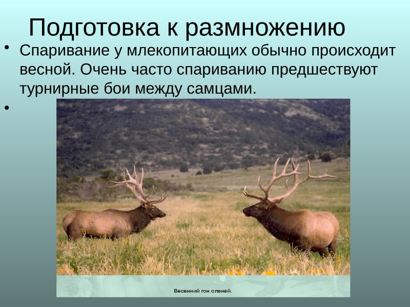 Подготовка к размножению у млекопитающих