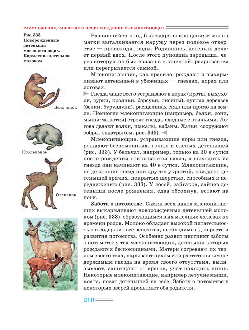 Развитие детенышей млекопитающих
