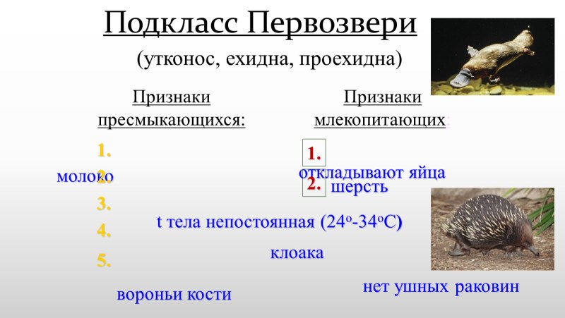 Подкласс Первозвери. Утконос