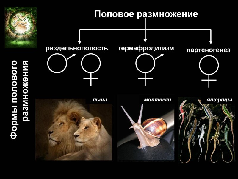 Половое размножение организмов